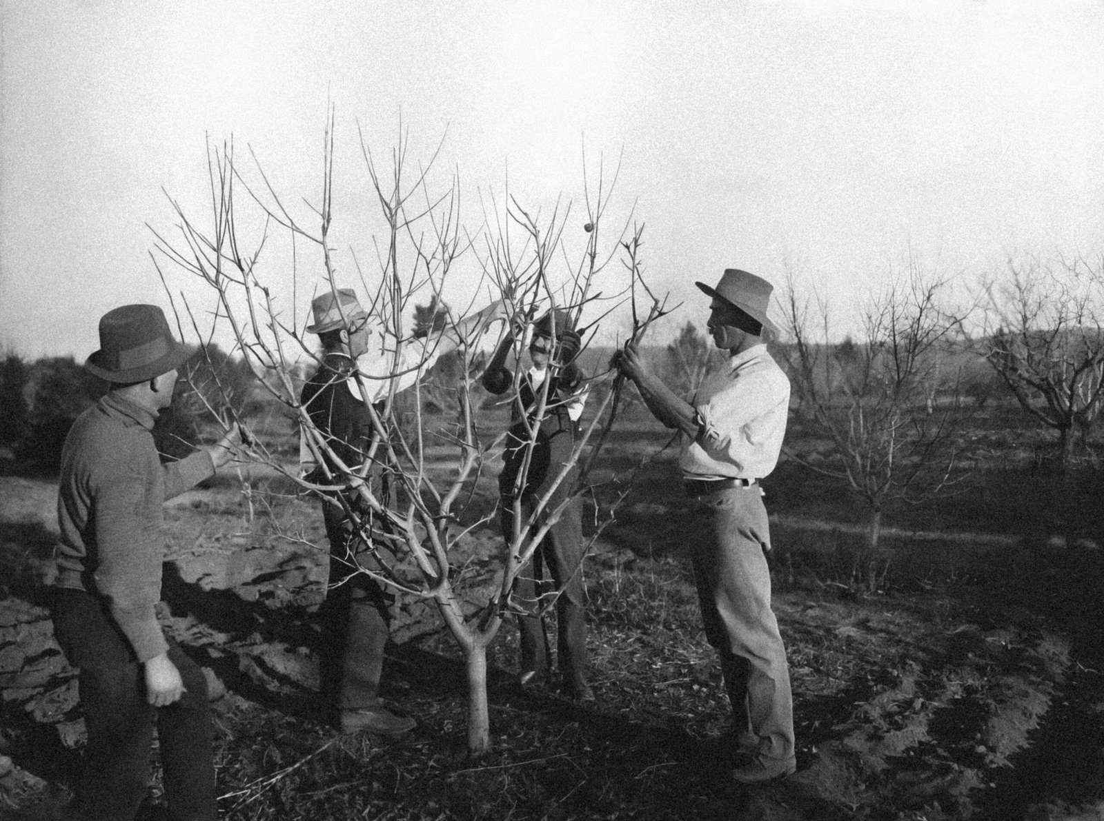 Photo by Museums of History New South Wales a group of men standing next to each other near a tree